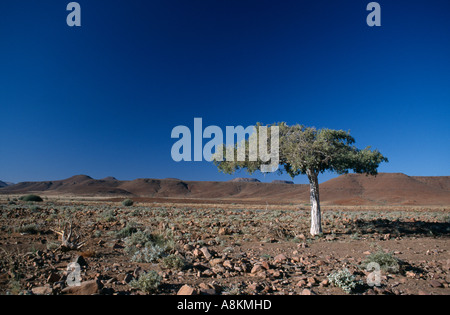 Paesaggio in Damaraland, Namibia. Foto Stock