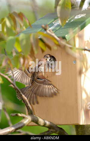 Tree Sparrow (Passer montanus) pulcini di alimentazione nella scatola di nido Foto Stock