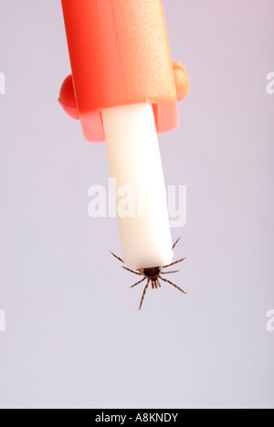 Tick (Ixodida) essendo rimosso con pinza tick Foto Stock