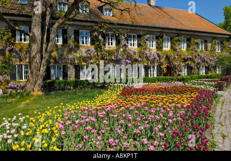 Giardino Tulipani (Tulipa) e cinesi (Glicine Wisteria sinensis), giardino in Aying, Baviera, Germania Foto Stock