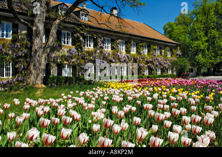 Giardino Tulipani (Tulipa) e cinesi (Glicine Wisteria sinensis), giardino in Aying, Baviera, Germania Foto Stock