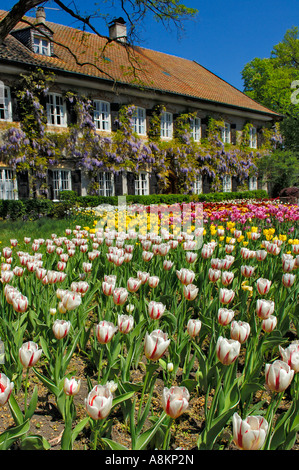 Giardino Tulipani (Tulipa) e cinesi (Glicine Wisteria sinensis), giardino in Aying, Baviera, Germania Foto Stock