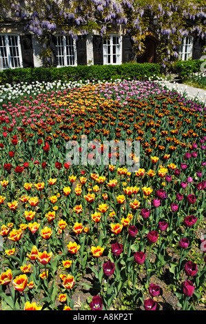 Giardino Tulipani (Tulipa) e cinesi (Glicine Wisteria sinensis), giardino in Aying, Baviera, Germania Foto Stock