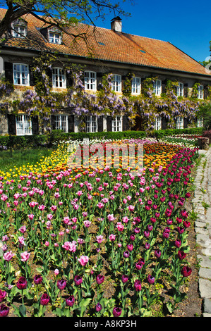 Giardino Tulipani (Tulipa) e cinesi (Glicine Wisteria sinensis), giardino in Aying, Baviera, Germania Foto Stock