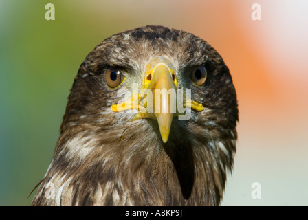 Eagle, Haliaeetus albicilla Foto Stock