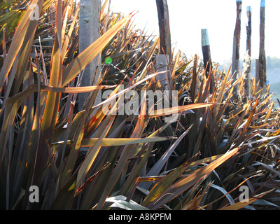 Cordeline e posti di legno al progetto eden Foto Stock