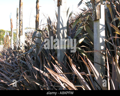 Cordeline e posti di legno al progetto eden Foto Stock