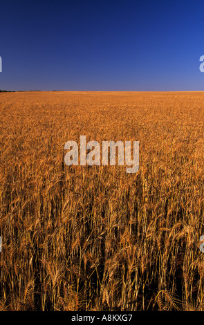 Mature wheat crop,  Western Australia Foto Stock