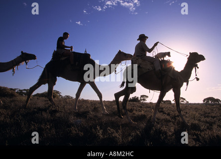 Camel riders, fiume Murray allevamento di cammelli, vicino Morgan, Murray Riverland, South Australia, Australia, orizzontale Foto Stock
