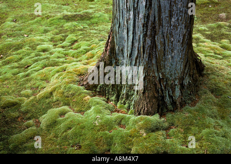 Dettagli giardino, Moss tempio, Kyoto, Giappone Foto Stock