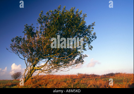 Un ventoso holly tree in Quantock sulle colline vicino a Minehead Somerset Gran Bretagna Foto Stock