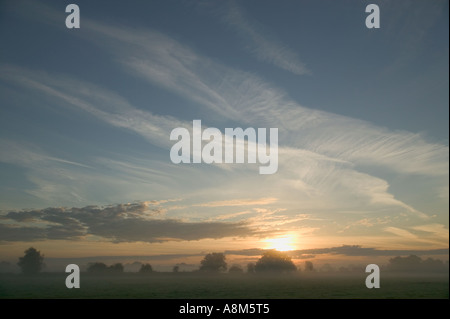 Una nebbiosa alba attraverso terreni marcescenti in Somerset livelli Nr Bridgwater Somerset Gran Bretagna Foto Stock