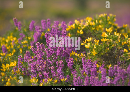 Ginestre ed erica in fiore insieme in agosto Bossington Hill nr Minehead Somerset Gran Bretagna Foto Stock