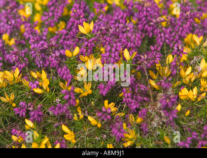 Ginestre ed erica in fiore insieme in agosto Bossington Hill nr Minehead Somerset Gran Bretagna Foto Stock