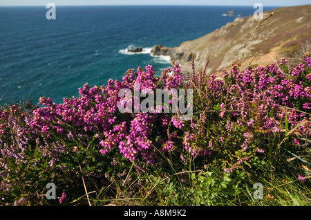 Heather in fiore su un Atlantic clifftop sant Agnese testa in background nr St Agnes Cornovaglia Gran Bretagna Foto Stock