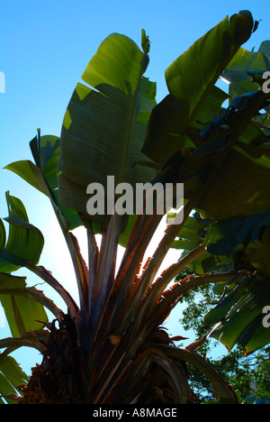 Il sole riflette attraverso Natal Wild Banana Leaf a Kirstenbosch National Botanical Garden Città del Capo Sud Africa Foto Stock