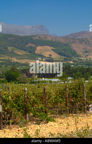 Il bellissimo paesaggio della Valle di Franschhoek area vinicola del Sud Africa Foto Stock