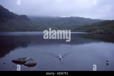 Gull su Stickle Tarn Cumbria Inghilterra England Foto Stock