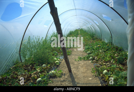 All'interno di una serra per ortaggi Sicilia Italia Foto Stock