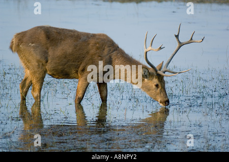 Hard-Ground cervi di palude o Barasingha (Cervus duvaucelii)minacciato Parco Nazionale di Kanha India Foto Stock