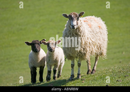 Masham pecora pecora con giovani agnelli gemelli nel campo verde Costwolds REGNO UNITO Foto Stock