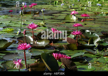 Giglio di acqua una pianta bulbosa con grandi a forma di tromba tipicamente profumati fiori su un alto stelo sottile Foto Stock