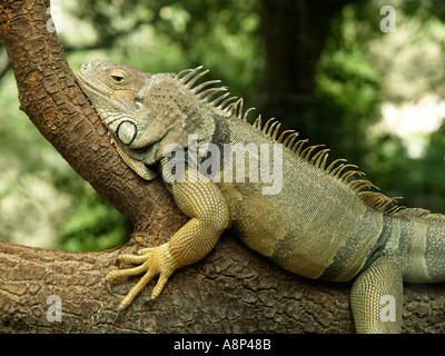 Bella e verde iguana rilassante su un ramo di albero seduto su un log Foto Stock