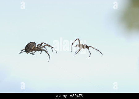 Avanza di un maschio di giardino spider a una femmina di mangiare uccidere cross Foto Stock