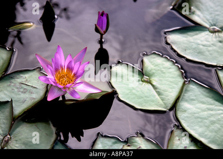 Magenta ninfea rosa che cresce in un stagno di acqua. Foto Stock