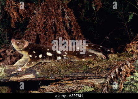 Avvistato-tailed Quoll Dasyurus maculatus fotografato in Tasmania Australia Foto Stock