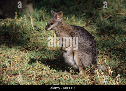 Tammar Wallaby Macropus eugenii femmina fotografato in Sud Australia Foto Stock