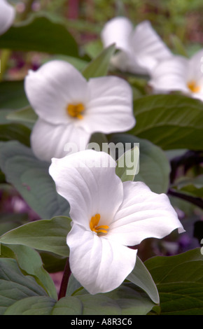 Due grandi Trilliums fioritura nel Parco Nazionale di Great Smoky Mountains cresce in una grande gabbia di Trilliums Foto Stock