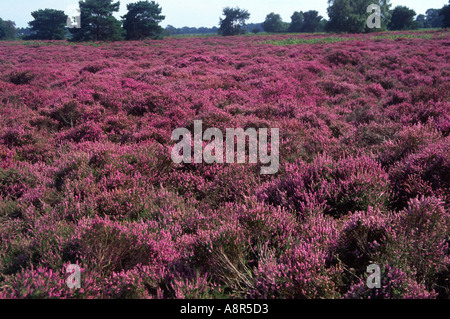 Viola heather Dunwich Heath Suffolk in Inghilterra Foto Stock