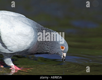 Rock Colomba Columba livia bere alla piscina Sutherland Scozia Scotland Foto Stock