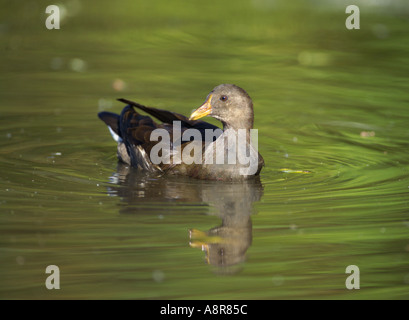 Moorhen Gallinula chloropus capretti REGNO UNITO Foto Stock