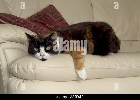 Domestico GUSCIO DI TARTARUGA Cat posa sulla pelle bianca divano guardando carino con una gamba a penzoloni Foto Stock