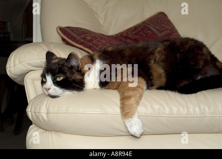 Domestico GUSCIO DI TARTARUGA Cat posa sulla pelle bianca divano guardando carino con una gamba a penzoloni Foto Stock