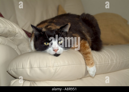 Domestico GUSCIO DI TARTARUGA Cat posa sulla pelle bianca divano guardando carino con una gamba a penzoloni Foto Stock