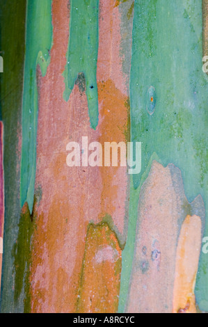 In prossimità di corteccia di albero di eucalipto Foto Stock