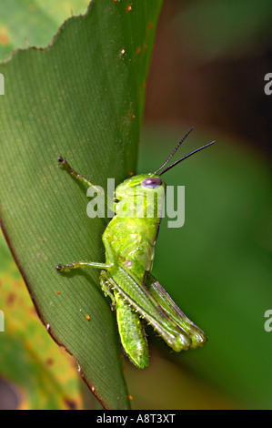 Le cavallette sono un gruppo di insetti appartenenti al sottoordine Caelifera. Foto Stock