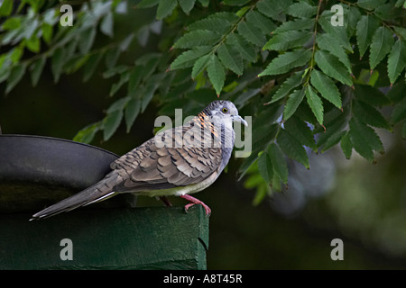 Bar colomba con spallamento Geopelia humeralis Foto Stock