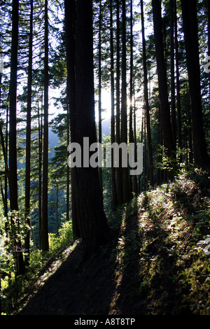La presenza di striature di luce solare attraverso gli alberi in una foresta di conifere Foto Stock