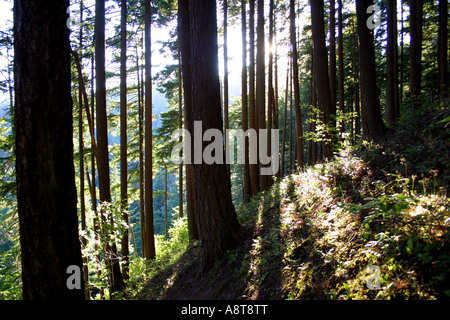 La presenza di striature di luce solare attraverso gli alberi in una foresta di conifere Foto Stock