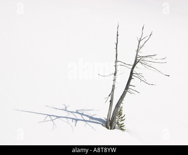 20' conifera albero e Ombra nella neve. Foto Stock