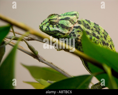 Camaleonte comune in zoo Parc Phoenix di Nizza Francia Foto Stock