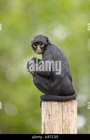 Ateles paniscus Black Spider Monkey seduto su un post con le braccia incrociate scowling nella fotocamera Foto Stock