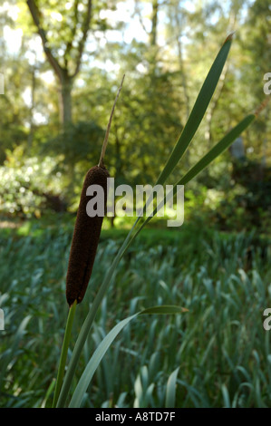 Giunco di palude o Reedmace in Harcourt Arboretum Oxfordshire England Regno Unito Regno Unito England Regno Unito Foto Stock