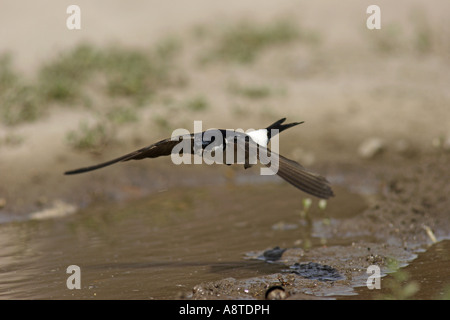 Casa comune martin (Delichon urbica), volare, vista frontale, Bulgaria Foto Stock