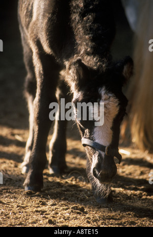 Pony Shetland puledro di ombre Foto Stock