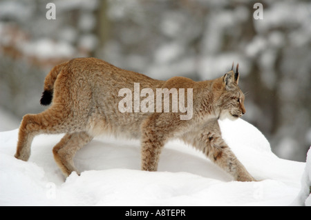 Eurasian (Lynx Lynx lynx), in inverno, Germania Foto Stock